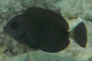 Acanthurus bahianus - Bahia-Doktorfisch (Ozean Doktorfisch)